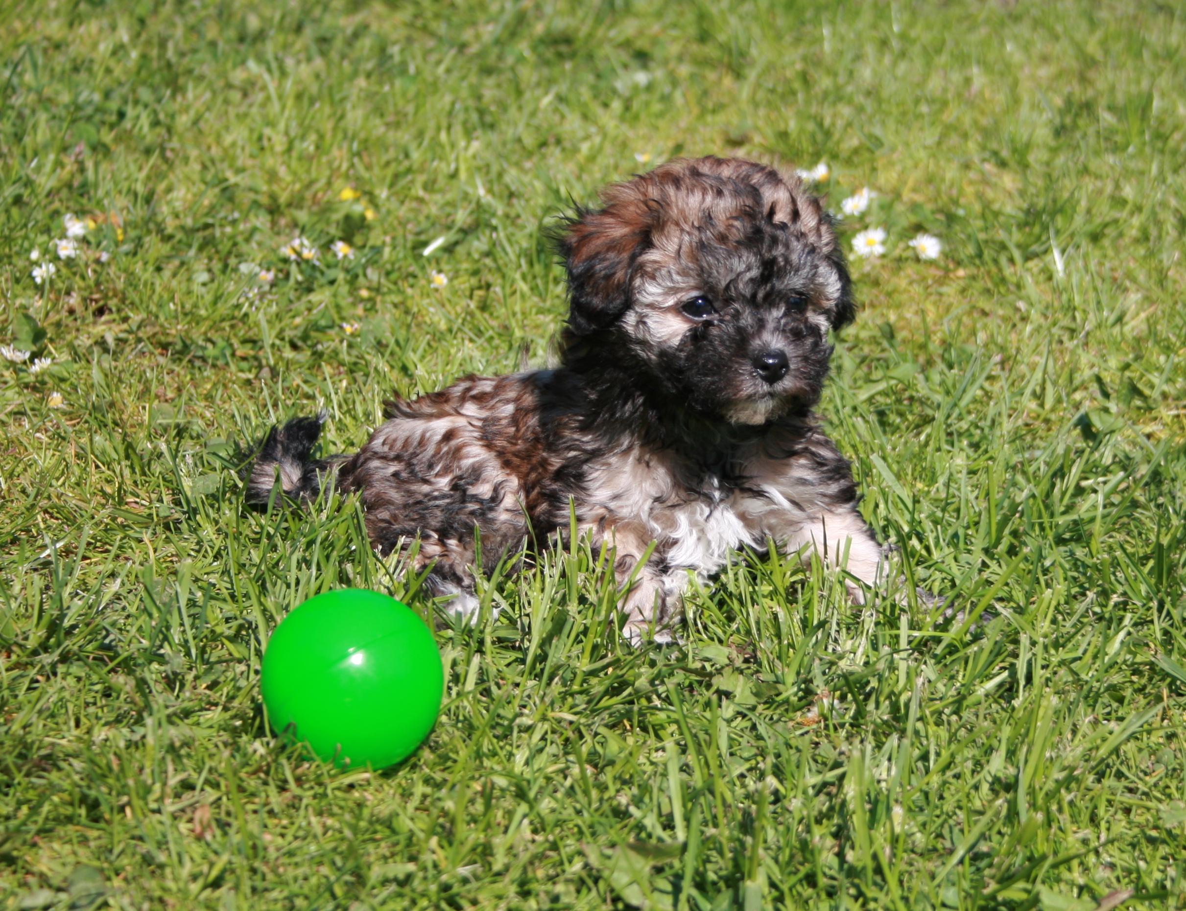 Bologneser und Bolonka Zwetna von den Weidekätzchen Unsere Zucht